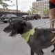 Image for article titled Woman Reunited With Lost Dog via Today Show, Then Returns Dog to Shelter